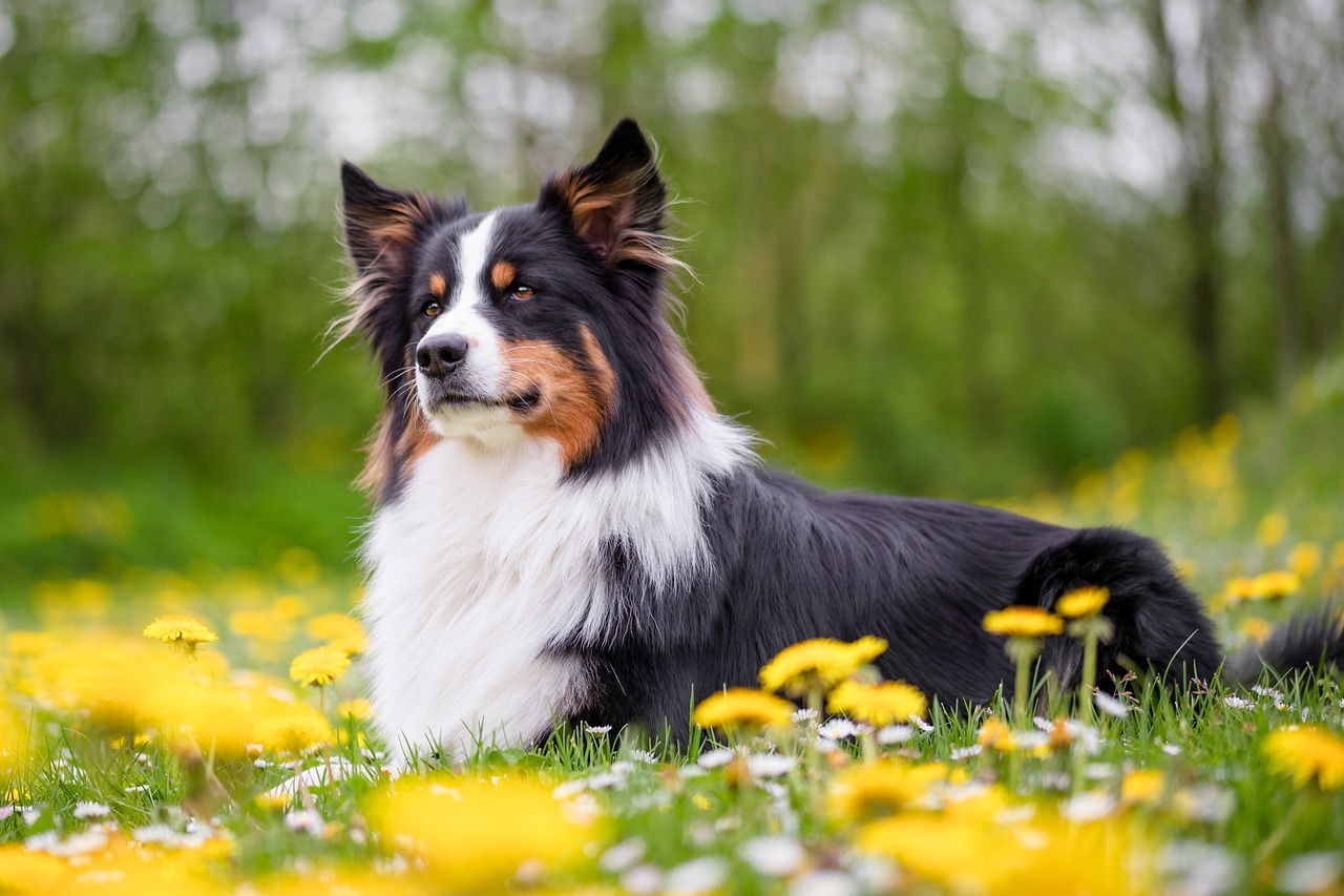 Hund auf der Wiese Hund auf der Wiese